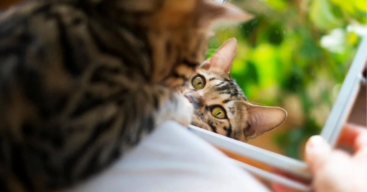 Comment repérer et gérer le pervers narcissique au travail